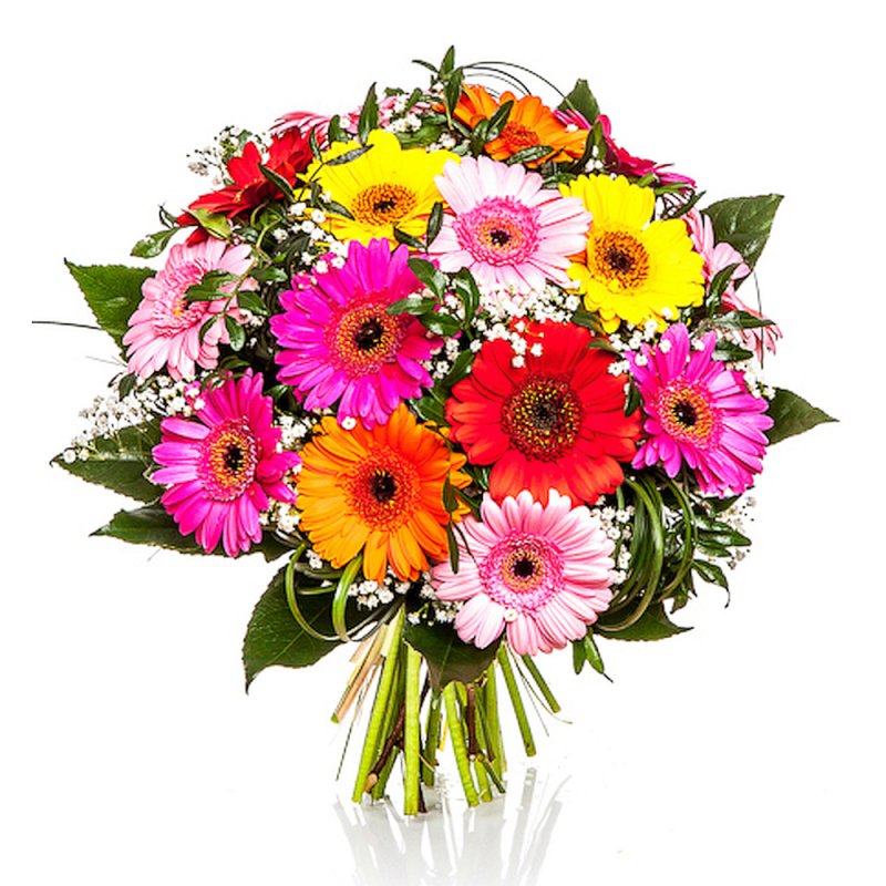 Веселковий мікс